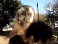 Macaco Sapeca