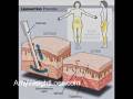 I lost 44 pounds on Acai Berry Extract Supplements! Feel Healthy