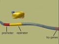 TrP ATTENUATION