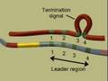 TrP ATTENUATION