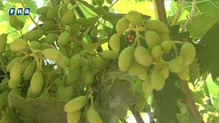 جولة مصورة في كروم العنب في قرية النعمان بريف مدينة الباب