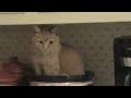 CROCKPOT CAT