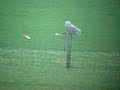 Sneeuwuil - Bubo scandiacus Sneeuwuil - Bubo scandiacus