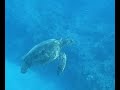 Maui Sea Turtles Maui Sea Turtles
