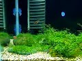 April 2007 15 Gallon Aquascaping Setup April 2007 15 Gallon Aquascaping Setup