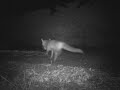 video renard