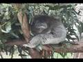 videos de with koara & tasmanian devil & penguins