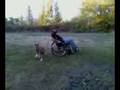 videos de talbutt and wheel chair