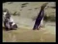 crazy pengin