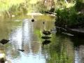 Merri Creek Wet Land Thornbury