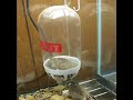 Mouse Feeder?
