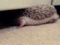 My hedgehog Chiam Chiam aka CC My hedgehog Chiam Chiam aka CC