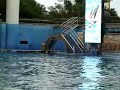 Shamu - Part - 1 The killer whale Rocks in Orlando, Florida