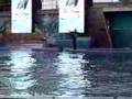 Shamu - Part - 1 The killer whale Rocks in Orlando, Florida