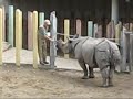 Indian rhinos Sundari & Jange, Zoo Vienna