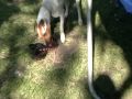 jack russell kills snake