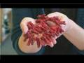 videos de Beaded Jewelry Making : Using Red Coral Beads