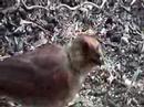 baby cardinal ground feeding baby cardinal ground feeding
