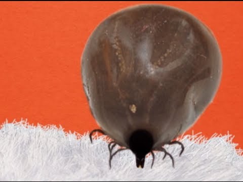 video-linktoworks-How To Pull a Tick Off Your Pet (Petco)