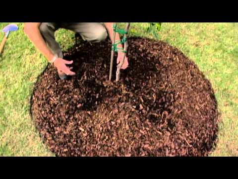 how to properly mulch around trees