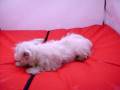 videos de Westy COV Ref:101 Hembra