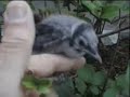 Patrick Lockyer makes friends with Baby Blue Jay Patrick Lockyer makes friends with Baby Blue Jay