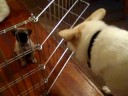 8/29/2008 Bella's First Visit with Jack, Charlie & Oliver !
