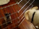 8/29/2008 Bella's First Visit with Jack, Charlie & Oliver !