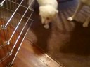 8/29/2008 Bella's First Visit with Jack, Charlie & Oliver !