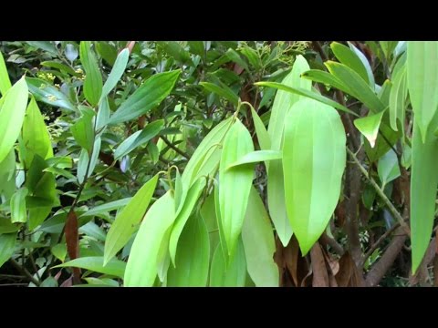 how to grow cinnamon plant