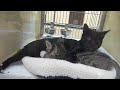 Connor and Carolina: Animal Coalition of Delaware County