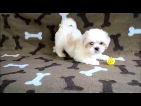 Mayo the fun lhasa apso