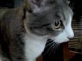 Auto-Cat-Feeder-1st-
