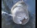 DOUGS DRINKING MANATEES 5.52 .mp4 DOUGS DRINKING MANATEES 5.52 .mp4