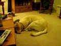 110 pound Labrador vs. 8-pound puppy