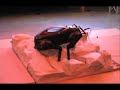 LittleDog Robot