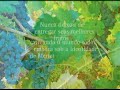 Carmenere - A uva chilena (1º Parte)