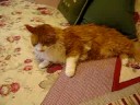 TIA Lazy Cats TIA Lazy Cats