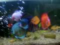 ACARA-DISCUS