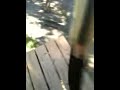 first person zipline ride at the central florida zoo
