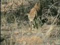 the big five of africa