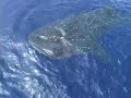 Whale Shark Encounter onboard Hula Kai Kona