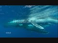 Animals - Don\