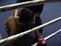 Robert Lek (Tiger Muay Thai) serves up 1st rd. KO over challenger