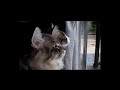 So popped over to www.cattranslator.com and ran this video through... Turns out Dave the dog is pretty filthy.