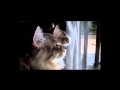 Two kittens chattering in unison - the translation