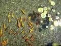 Tel Aviv Koi fish ponds Tel Aviv Koi fish ponds