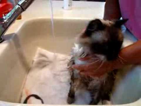 How to Bathe a Cat 0 How to Bathe a Cat