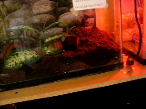 how to care for a emperor scorpion