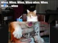 very funny cats